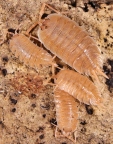 Isopods