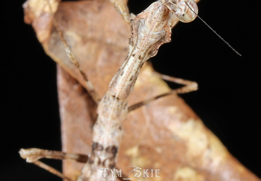 Mantidae