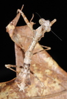 Mantidae