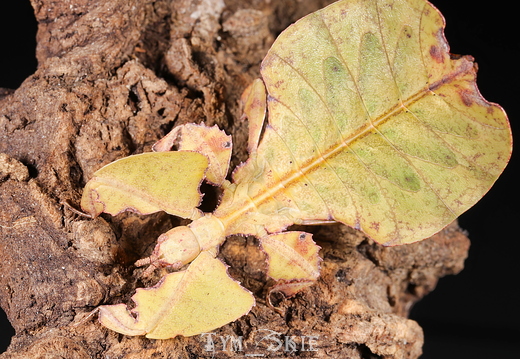 Phasmids
