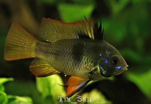 Fish