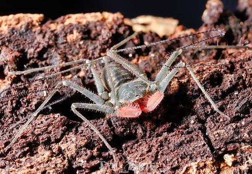 Amblypygi