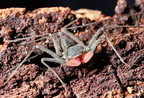 Amblypygi
