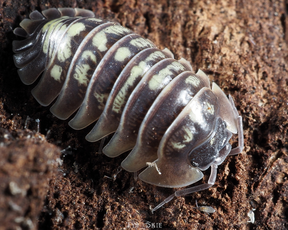 Isopods