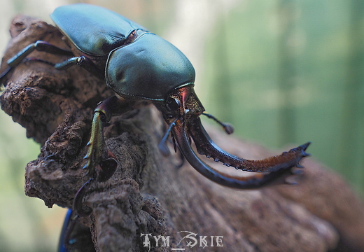 Beetles