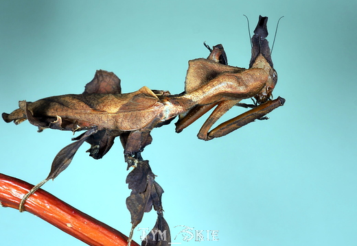 Phyllocrania paradoxa