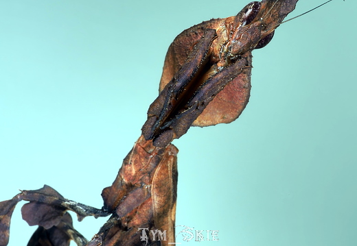 Phyllocrania paradoxa