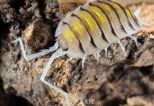 Porcellio boliviari "Corbera"