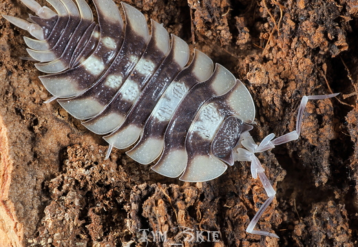 Porcellio expansus "Prades"