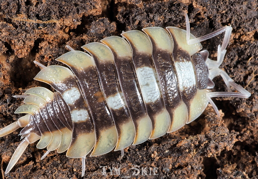 Porcellio expansus "Senia"