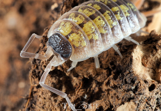Porcellio sp "Red Uropods"