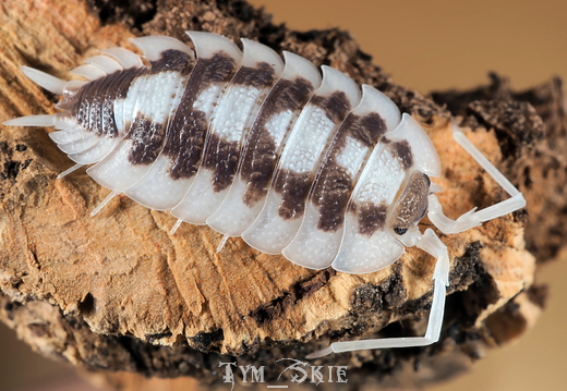 Porcellio succinctus "Black Ribs"