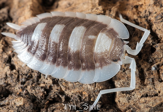 Porcellio succinctus "Pastel"