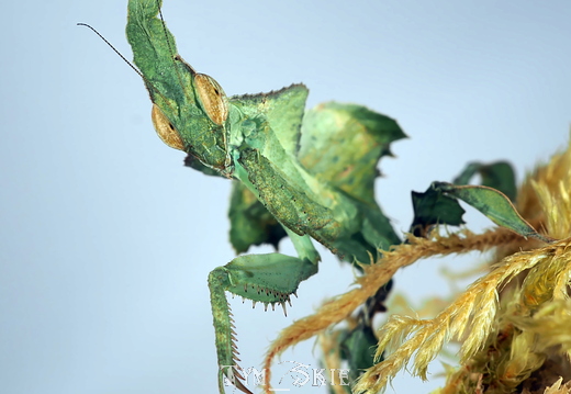 Phyllocrania paradoxa