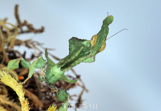 Phyllocrania paradoxa