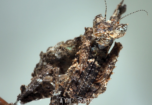 Pseudacanthops lobipes