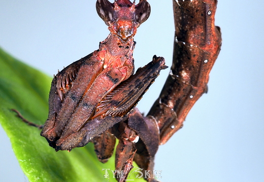 Stenophylla lobivertex