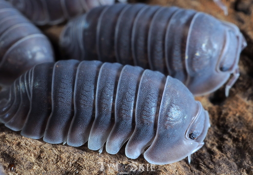 Cubaris sp "Black Sapphire"