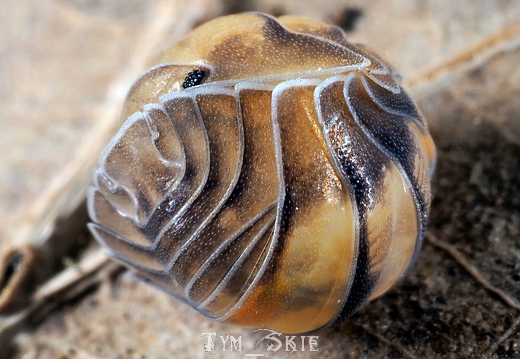Cubaris sp "Opal"