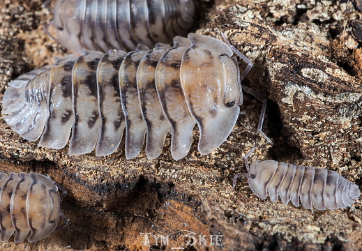 Cubaris sp "Silver Tiger"