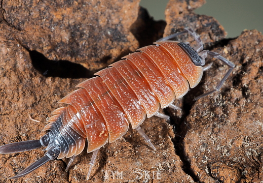 Porcellio silvestri "High Orange"