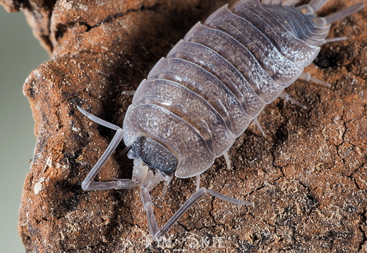 Porcellio silvestri "Black Senia"