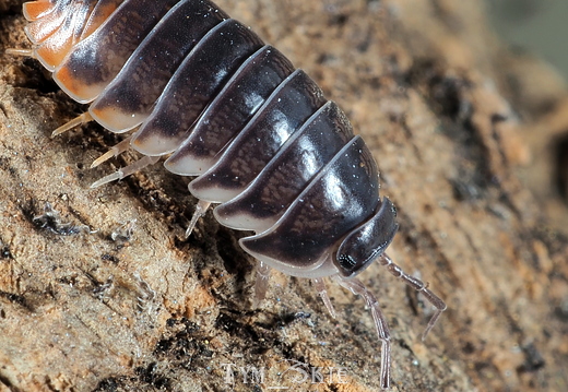 Peryschypis sp "Oman"