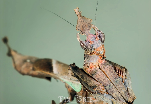 Stenophylla lobivertex