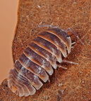 Armadillidium jerrentrupi