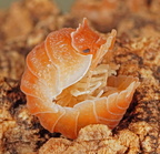 Armadillidium hauseni