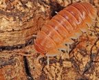 Armadillidium hauseni