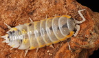 Porcellio ornatus "Witches Brew"