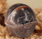 Armadillidium savonense