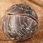 Armadillidium sordidum