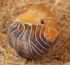 Cubaris sp "Pale Ducky"