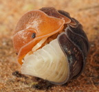 Cubaris sp "Daxin Tricolor"