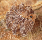 Isopoda sp "Ancient Gator"