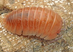 Armadillidium sp "Lefkada"