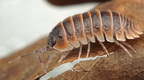 Armadillidium jerrentrupi