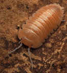 Armadillidium sp "Lefkada"