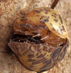 Filipinodillo sp "Giant Bumblebee"